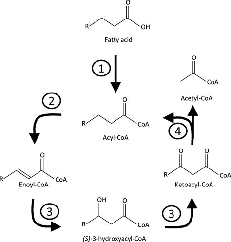 The fatty acid β-oxidation cycle catabolizes acyl-CoA molecules to ...