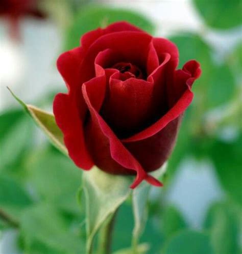 Rosebud (Red) Pure and Lovely | Flowers: Their Meaning | Pinterest ...