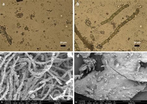 Laboratory-based microscopy of the selective biofilm samples. Light ...