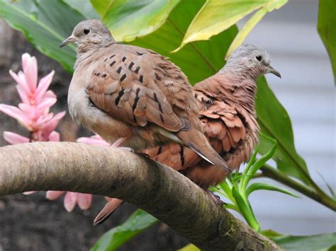 Ruddy Ground Dove | Audubon Field Guide