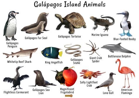 Animals of the Galapagos Islands | Baamboozle - Baamboozle | The Most ...