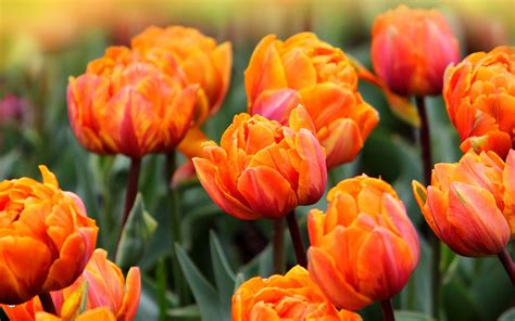 Orange tulips hd 1 wallpaper | 1920x1200 | #31239