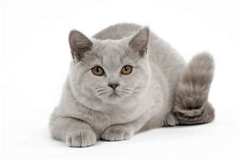 The 12 British Shorthair Cat Colors & Patterns Explained - LOL Cats