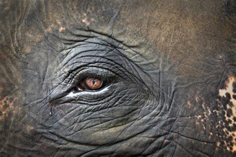 Elephant Skin Texture Stock Photos, Pictures & Royalty-Free Images - iStock