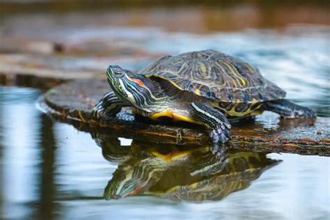 Comment faire un étang de tortues dans votre jardin à partir de zéro ...