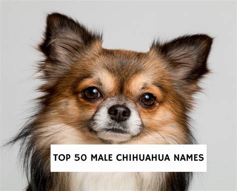 50 Best Male Chihuahua Names For Your Puppy!