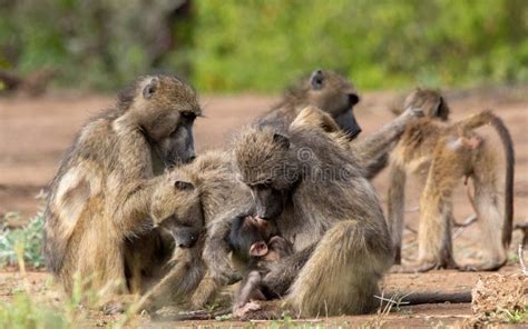 Chacma Baboon Family Troop Interaction Stock Photo - Image of discover ...