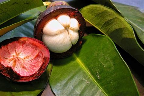 Where You Can Purchase Garcinia Cambogia Fruit