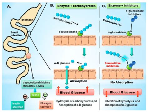 α-Glucosidase Inhibitors in Diabetes and Its Complications