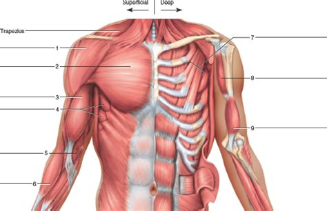 Anatomy Of Left Arm