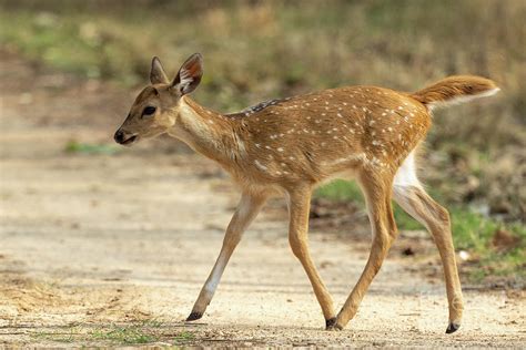 Spotted Deer Photograph by Dr P. Marazzi/science Photo Library - Fine ...