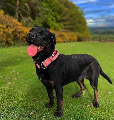 Cane Corso Rottweiler Mix: A Tough Hybrid With A Soft Heart