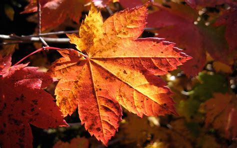 Four Fall Leaves - Nehru Memorial