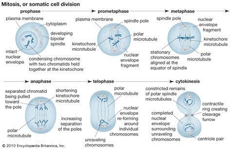 Telophase | Definition, Summary, Mitosis, & Facts | Britannica