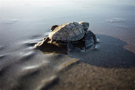 Baby Turtle Walking To The Sea Photograph by Photo By P.folrev - Pixels