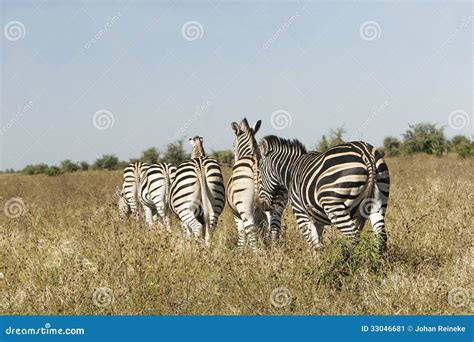 Wild african zebra herd stock image. Image of colour - 33046681