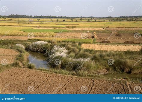 Kash Phool, Green Field and Road. Stock Photo - Image of small, canal ...