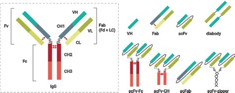 Constant And Variable Region Of Antibody - slidesharetrick