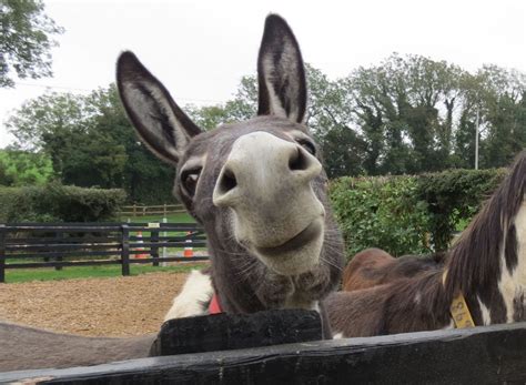 Donkey Sanctuary - Three Gates Farm