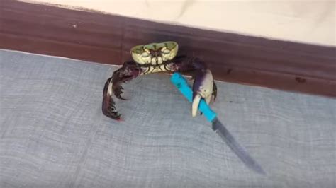 Mess with this knife-wielding crab at your own risk - SBNation.com