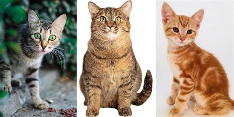 Identifying the 5 Types of Tabby Cat Markings