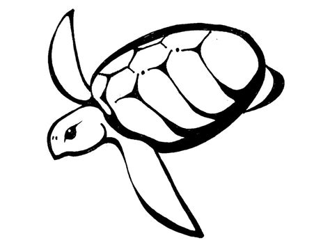 Free Turtle Outline, Download Free Turtle Outline png images, Free ...