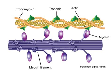 Sliding Filament Model of Muscle Contraction