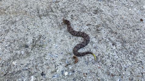 See a baby Copperhead snake up close - YouTube