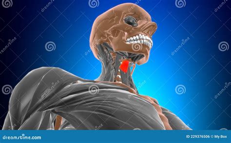 Thyrohyoid Muscle Anatomy for Medical Concept 3D Stock Illustration ...