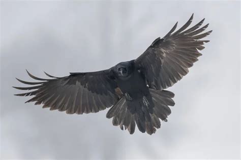 Crow flying Stock Photos, Royalty Free Crow flying Images | Depositphotos