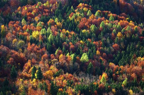 Aerial View Of Autumn Trees In Forest Photograph by Coberschneider ...