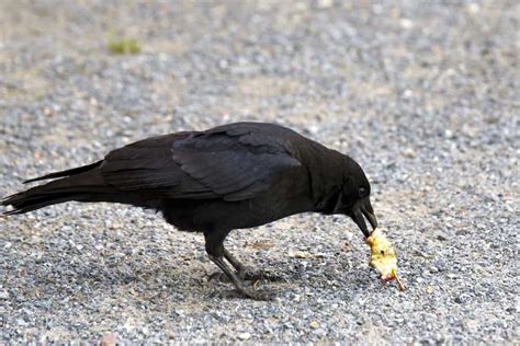 14 Things Crows Like To Eat Most (Diet, Care & Feeding Tips)