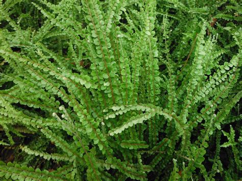 Nephrolepis cordifolia(Button Fern1) - Richard Lyons Nursery, Inc.