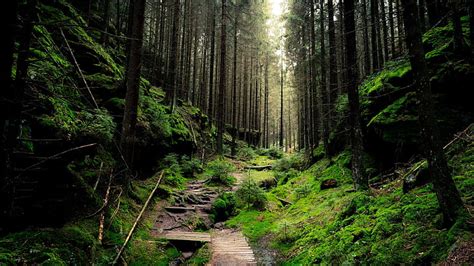 HD wallpaper: forest, path, deep forest | Wallpaper Flare