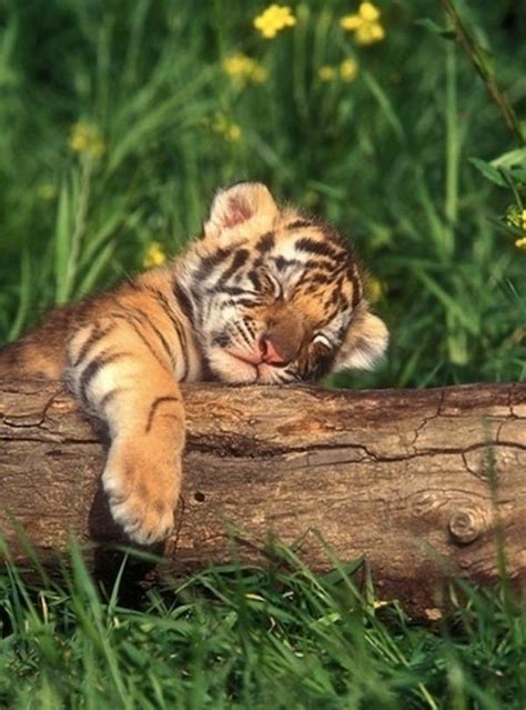 Sleeping tiger cub | Just Darn Cute | Pinterest