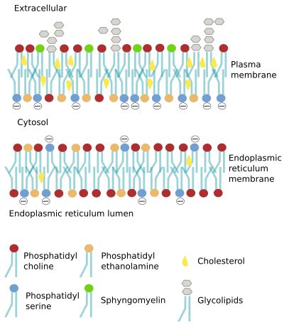 Cell Membranes Are Asymmetrical Which of the Following