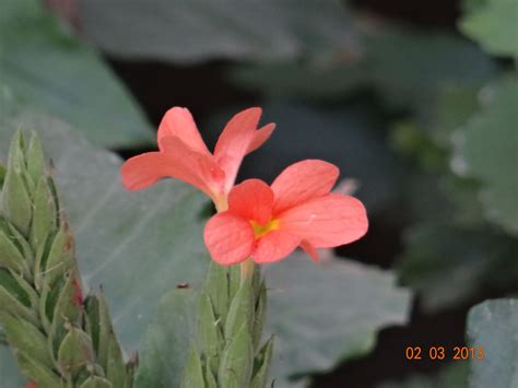 Jiv's Photography: Aboli............... Firecracker Flower