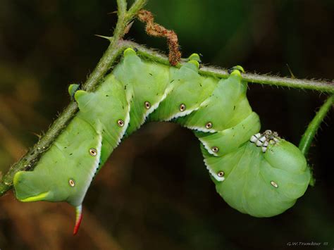 Carolina Sphinx Moth Caterpillar by natureguy on DeviantArt