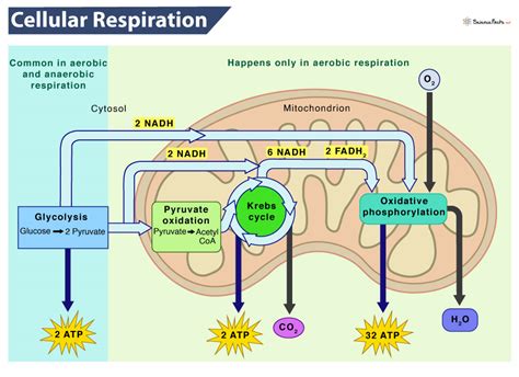 Cellular Respiration Diagram Mitochondria | SexiezPicz Web Porn