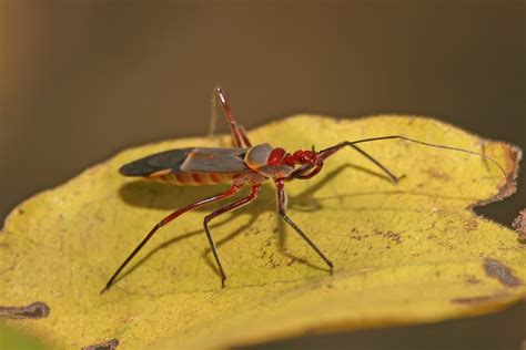 File:Assassin bug Castolus sp Reduviidae.jpg - Wikimedia Commons