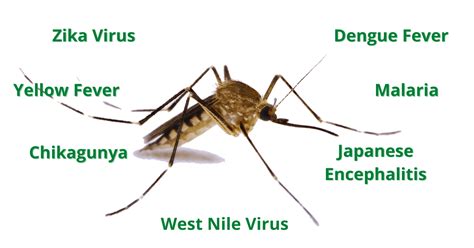 Vector borne diseases