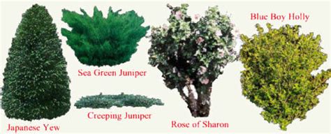 How To Choose Shrubs For Your Garden