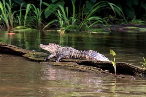 Alligator Swamp Bayou - Free photo on Pixabay - Pixabay