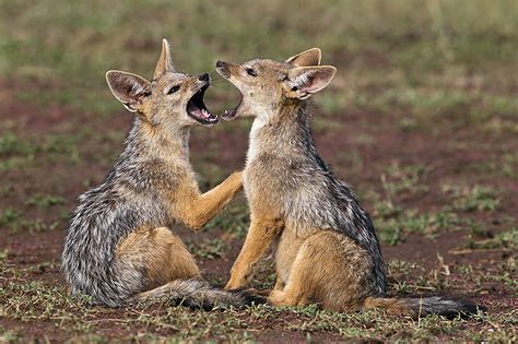 35.-Black-Backed-Jackal-pups-play-flighting-Masai-Mara-Kenya | Zuru Kenya