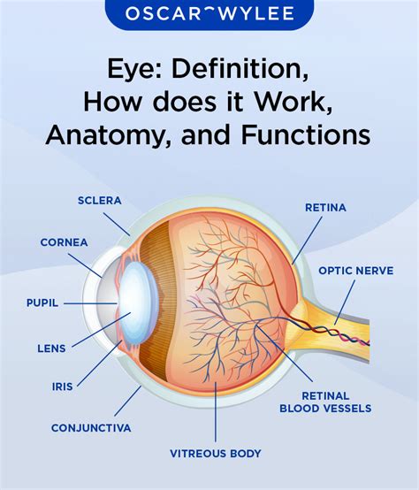 Human Eye Diagram For Kids