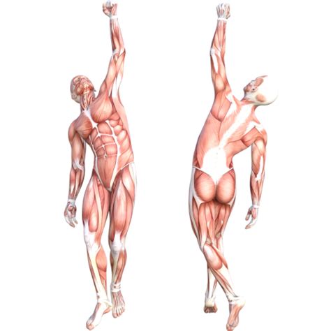 Anatomy Muscle System Cardboard Cutout Free Shipping