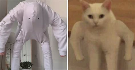 tiktok leggings meme funny cat