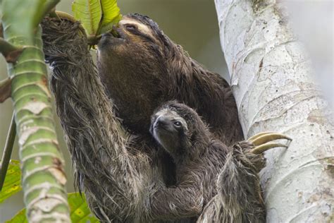 Baby Sloths: Everything you always wanted to know - Sloth Conservation