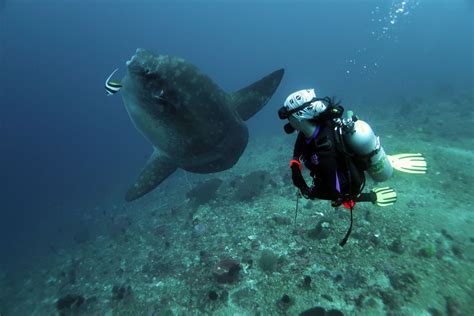 7 Rare Ocean Animals: Where to See Incredible Marine Species