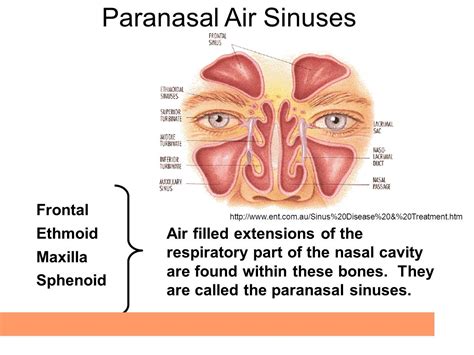 Nasal Cavity Paranasal Sinuses Bones Foramina Canals Ethmodial Cell ...